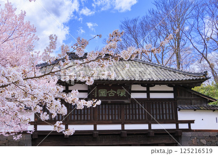 桜満開の小諸城趾 125216519