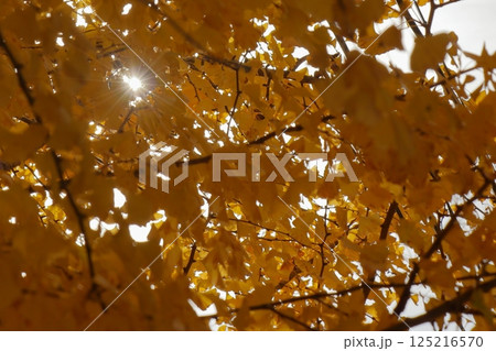 紅葉したイチョウと太陽 《日常》 紅葉したイチョウと太陽 《日常》 125216570