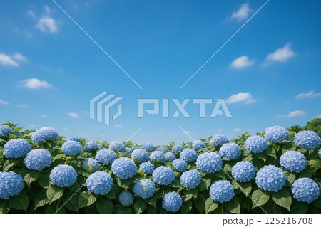紫陽花 紫陽花 125216708