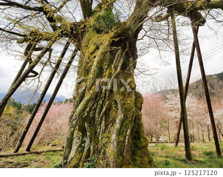 山梨県　本郷の千年桜　3月 125217120