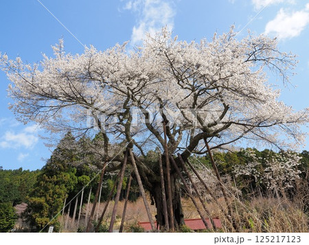 山梨県 青空に映える満開の桜 4月 山梨県 青空に映える満開の桜 4月 125217123