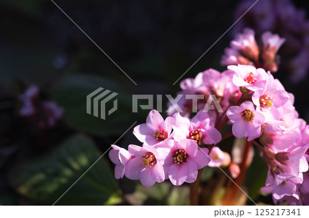 ヒマラヤユキノシタ 125217341