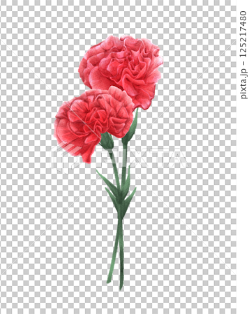 水彩画風赤いカーネーションの二輪イラスト 125217480