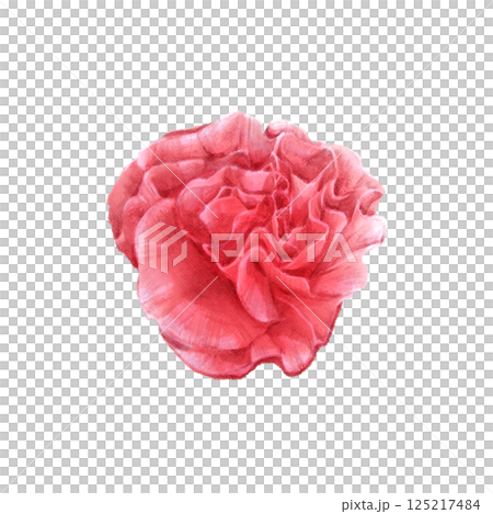 水彩画風赤いカーネーションのイラスト 上向きの花 125217484