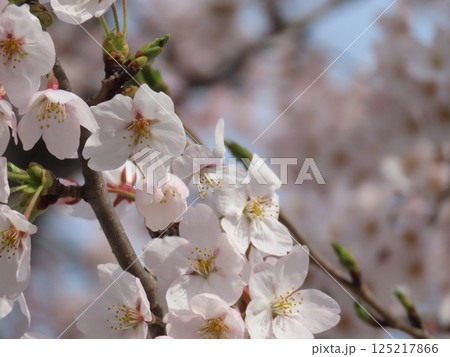 桜咲く 125217866