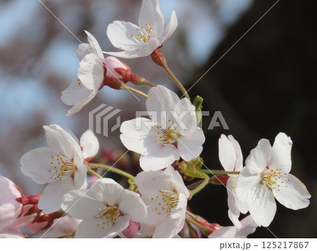 春の日差しを浴びて咲く満開の桜 春の日差しを浴びて咲く満開の桜 125217867