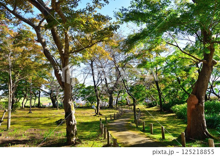 越路もみじ園（新潟県） 125218855