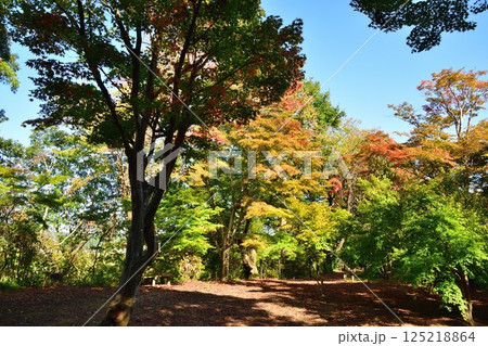 越路もみじ園(新潟県) 越路もみじ園(新潟県) 125218864
