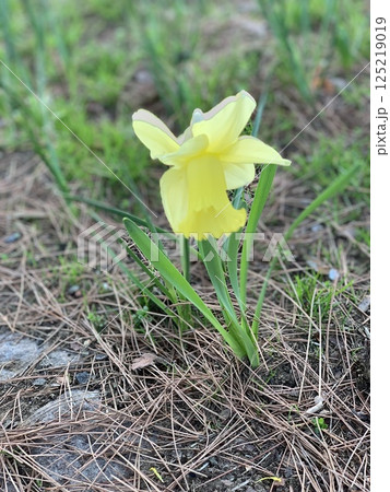 ひたち海浜公園3月に咲く花 ひたち海浜公園3月に咲く花 125219019