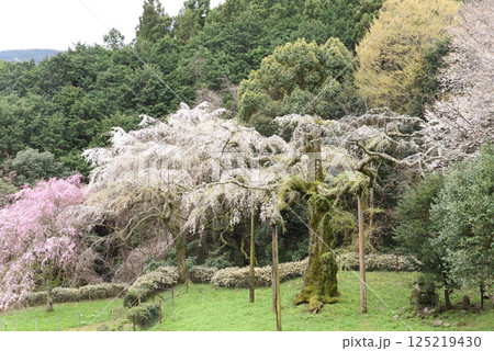 長興山　紹太寺   枝垂れ桜 125219430