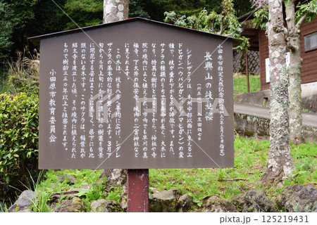長興山紹太寺 の枝垂れ桜　説明板 125219431