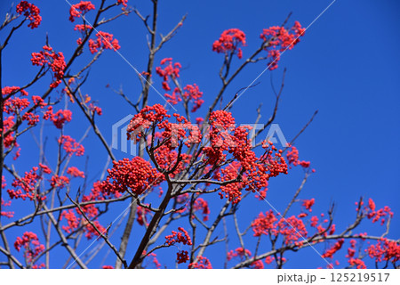 ナナカマドの赤い実 125219517