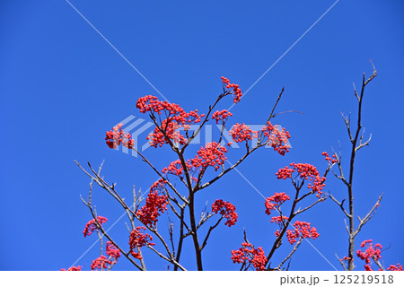 ナナカマドの赤い実 125219518