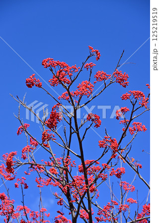 ナナカマドの赤い実 125219519