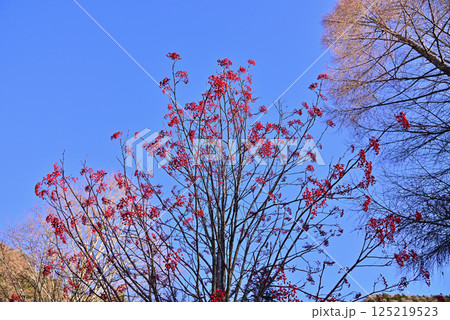 ナナカマドの赤い実 125219523