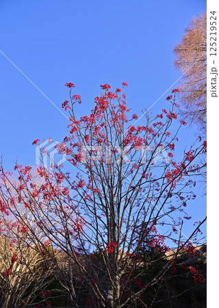 ナナカマドの赤い実 125219524