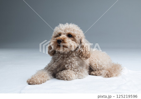 White miniature poodle on a light background. Studio shot of a dog. Maltipoo 125219596