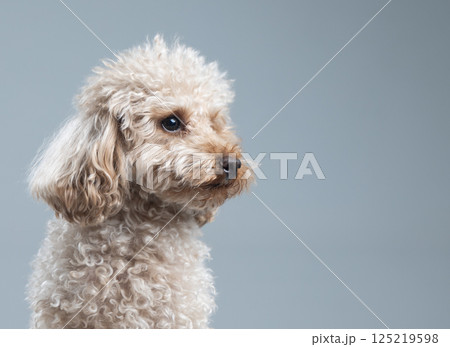 White miniature poodle on a light background. Studio shot of a dog. Maltipoo 125219598