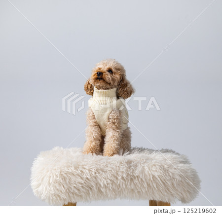 White miniature poodle on a light background. Studio shot of a dog. Maltipoo White miniature poodle on a light background. Studio shot of a dog. Maltipoo 125219602