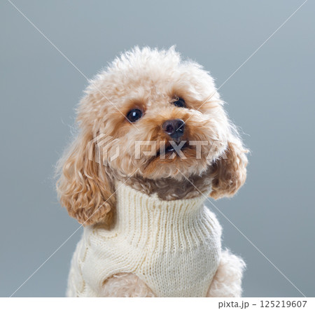 White miniature poodle on a light background. Studio shot of a dog. Maltipoo 125219607