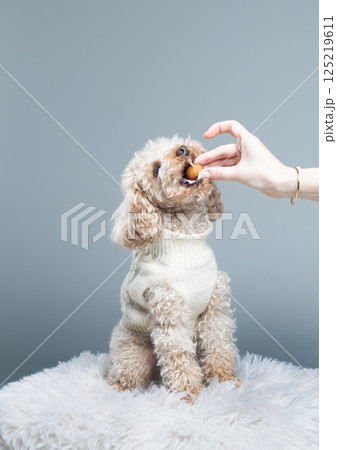 White miniature poodle on a light background. Studio shot of a dog. Maltipoo White miniature poodle on a light background. Studio shot of a dog. Maltipoo 125219611