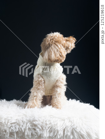 White miniature poodle on a light background. Studio shot of a dog. Maltipoo 125219618
