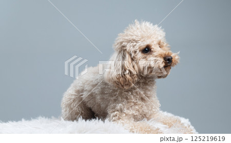 White miniature poodle on a light background. Studio shot of a dog. Maltipoo 125219619