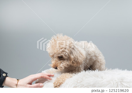 White miniature poodle on a light background. Studio shot of a dog. Maltipoo White miniature poodle on a light background. Studio shot of a dog. Maltipoo 125219620