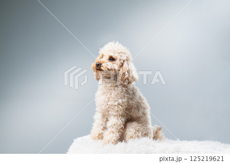 White miniature poodle on a light background. Studio shot of a dog. Maltipoo White miniature poodle on a light background. Studio shot of a dog. Maltipoo 125219621