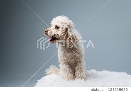 White miniature poodle on a light background. Studio shot of a dog. Maltipoo 125219626