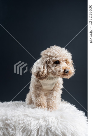 White miniature poodle on a light background. Studio shot of a dog. Maltipoo 125219630