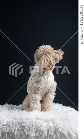 White miniature poodle on a light background. Studio shot of a dog. Maltipoo White miniature poodle on a light background. Studio shot of a dog. Maltipoo 125219631