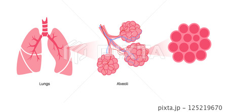 Human lungs poster 125219670