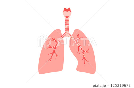 Human lungs poster 125219672