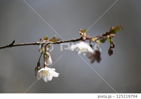 春の野山に咲くマメザクラの花 春の野山に咲くマメザクラの花 125219704
