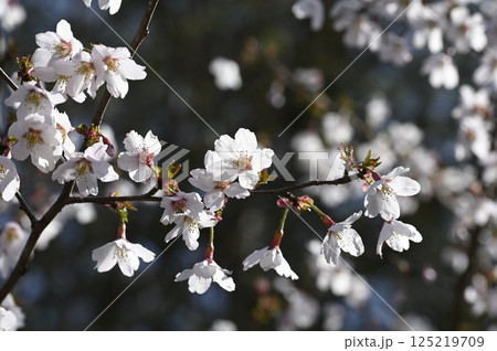 春の野山に咲くマメザクラの花 125219709