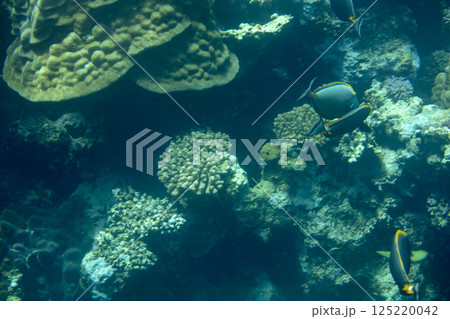 sea fish, coral reef, underwater sea fish, coral reef, underwater 125220042