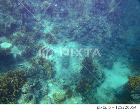sea fish, coral reef, underwater sea fish, coral reef, underwater 125220054