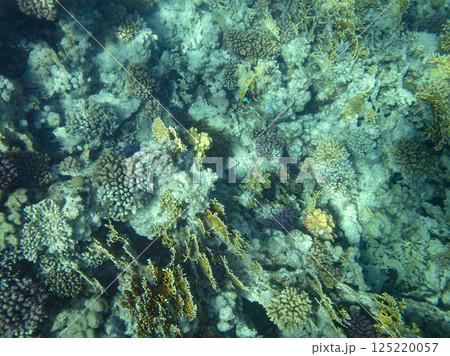 sea fish, coral reef, underwater sea fish, coral reef, underwater 125220057