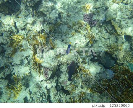 sea fish, coral reef, underwater sea fish, coral reef, underwater 125220066