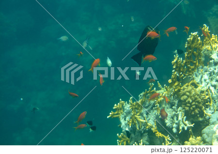 sea fish, coral reef, underwater sea fish, coral reef, underwater 125220071