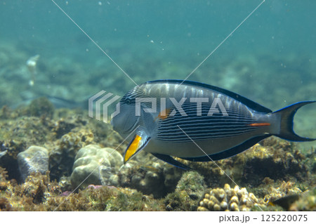sea fish, coral reef, underwater 125220075