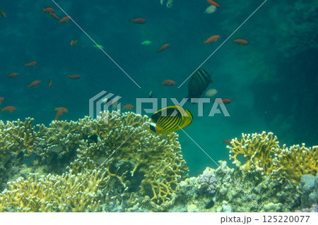 sea fish, coral reef, underwater 125220077