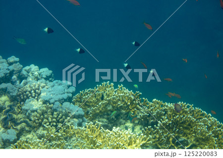 sea fish, coral reef, underwater 125220083