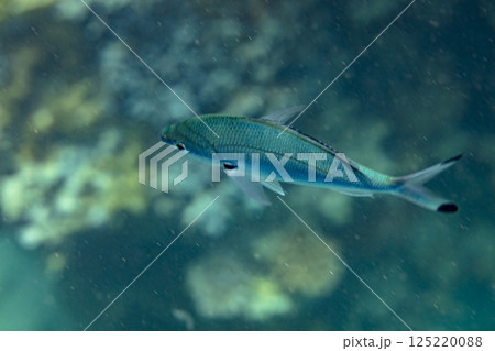 sea fish, coral reef, underwater sea fish, coral reef, underwater 125220088