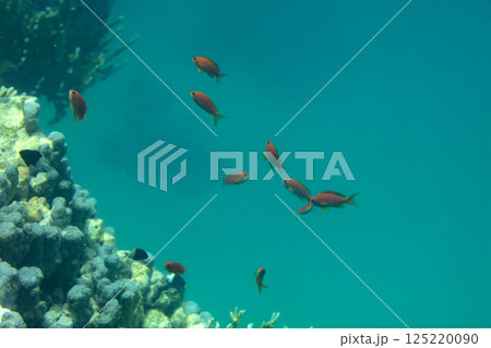sea fish, coral reef, underwater sea fish, coral reef, underwater 125220090