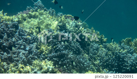 sea fish, coral reef, underwater sea fish, coral reef, underwater 125220091