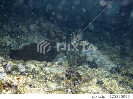 sea fish, coral reef, underwater sea fish, coral reef, underwater 125220099