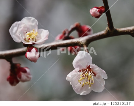 春の訪れを告げる紅梅の花 春の訪れを告げる紅梅の花 125220137