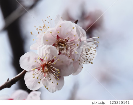 春の訪れを告げる紅梅の花 125220141